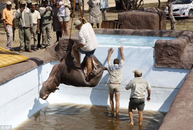 Hà mã bị mắc kẹt được nhấc ra khỏi hồ bơi