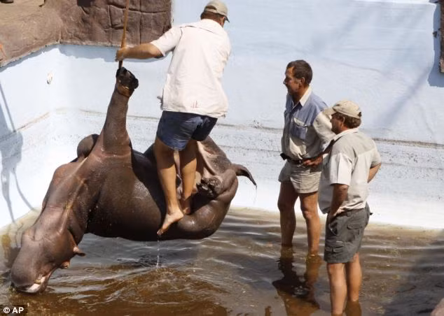 Con hà mã này có tên Solly, lao xuống bể sau khi bị đàn hà mã đực tại công viên bảo tồn xua đuổi nhằm tách Solly khỏi mẹ và bị mắc kẹt ngay dưới bể trong vòng ba ngày mặc dù bể khá rộng và nó đã chết sau vài giờ được giải cứu do sự chậm trễ từ phía các bác sĩ thú y