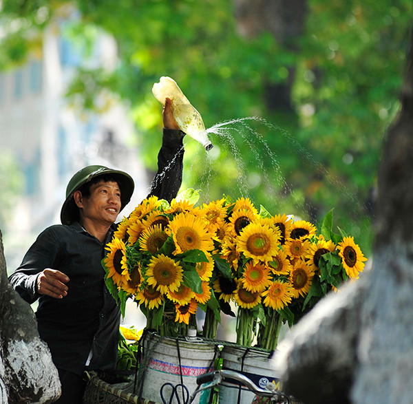 Hoa Hướng dương lại về khắp phố. Hoa Hướng dương lại về khắp phố.