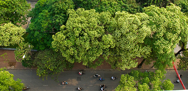 Hoa sữa Hoa sữa