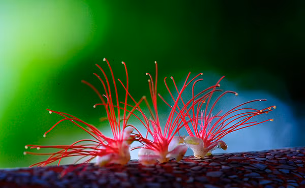 Lộc vừng Hồ Gươm Lộc vừng Hồ Gươm