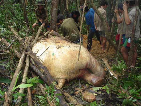sáng sớm ngày 16/3: sau khi nhận được tin báo tại vùng rừng Nà Lau xác một con voi rừng đã bị phân hủy chỉ còn trơ lại xương, cơ quan chức năng đã kiểm tra tại hiện trường và phát hiện con voi bị mất cặp ngà. Xác voi đang trong thời kỳ phân hủy, ước nặng khoảng hơn 1 tấn. Người dân địa phương cho biết thêm, cách nơi con voi này chết khoảng hơn 1 giờ còn một xác con voi đực nhỏ hơn cũng đang trong thời kỳ phân hủy. (Ảnh: Vietnamnet)