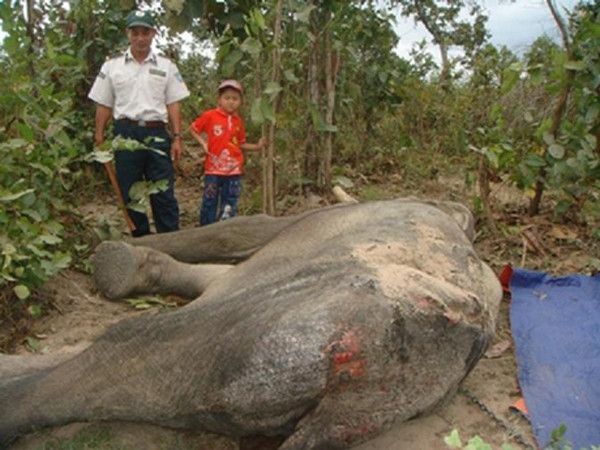 Trước đó, đêm ngày 17/10/2010, voi Păk Cú bị một nhóm người tấn công để cắt cặp ngà. Thân mình voi bị chém hàng trăm nhát rất sâu. Phần mặt, vòi cùng toàn bộ phía sau mông voi bị đốt cháy đen. Đuôi voi có hai đoạn bị chặt gần như đứt hẳn, hai chân sau bị chém lòi cả xương.