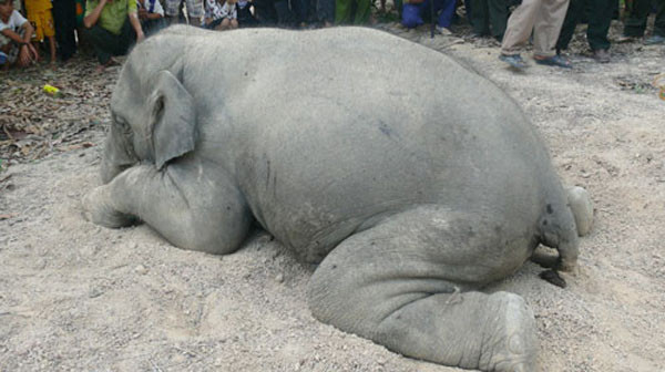 Chiều 28-5, các cơ quan chức năng ở tỉnh Đồng Nai cho biết sau khi khám nghiệm, giải phẫu con voi chết gần Khu bảo tồn thiên nhiên - di tích Vĩnh Cửu (Đồng Nai) cho thấy con voi đực này chết trong tình trạng miệng thè lưỡi và tim, gan đều bị xuất huyết.