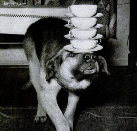 Mình phục mình quá!