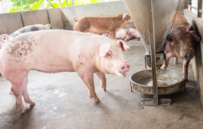 Hành vi sử dụng chất cấm trong chăn nuôi có thể bị xử lý hình sự. Hành vi sử dụng chất cấm trong chăn nuôi có thể bị xử lý hình sự.