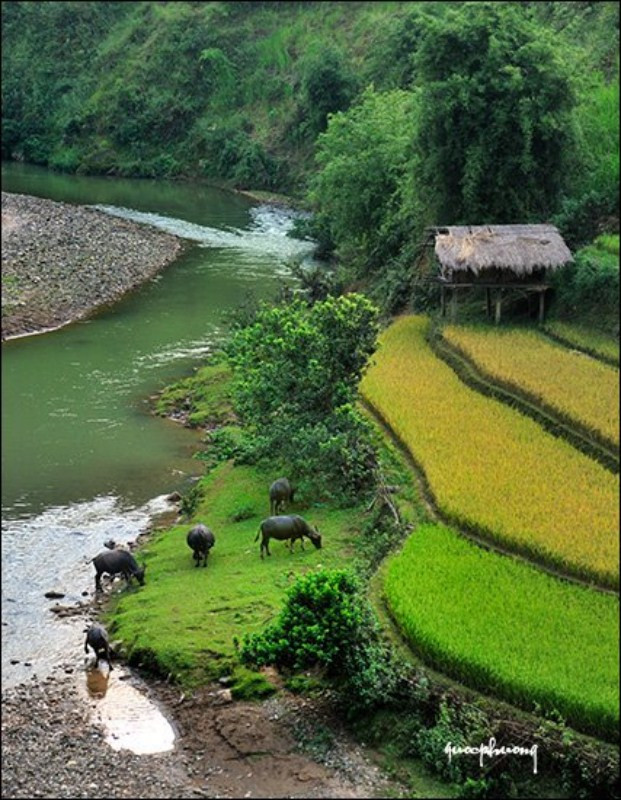 Con trâu đầm tắm mát...