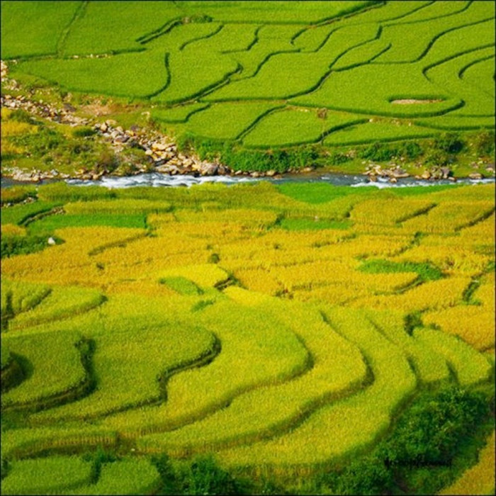 Từ trên cao nhìn xuống, những thửa ruộng nối tiếp nhau, cắt ngang dọc tạo nên những đường cong hoàn mĩ, một bức tranh màu sắc tuyệt đẹp Từ trên cao nhìn xuống, những thửa ruộng nối tiếp nhau, cắt ngang dọc tạo nên những đường cong hoàn mĩ, một bức tranh màu sắc tuyệt đẹp