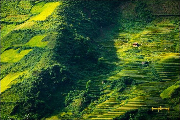 Ruộng bậc thang như một tấm thảm xanh mát dịu, êm ái. Ruộng bậc thang như một tấm thảm xanh mát dịu, êm ái.