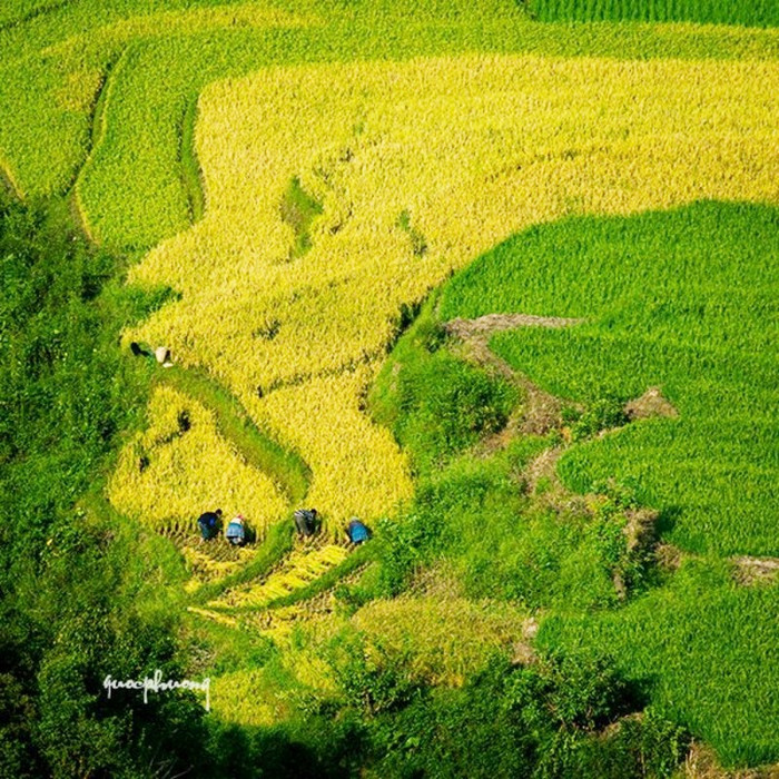 Mùa vàng trên đỉnh núi... Mùa vàng trên đỉnh núi...