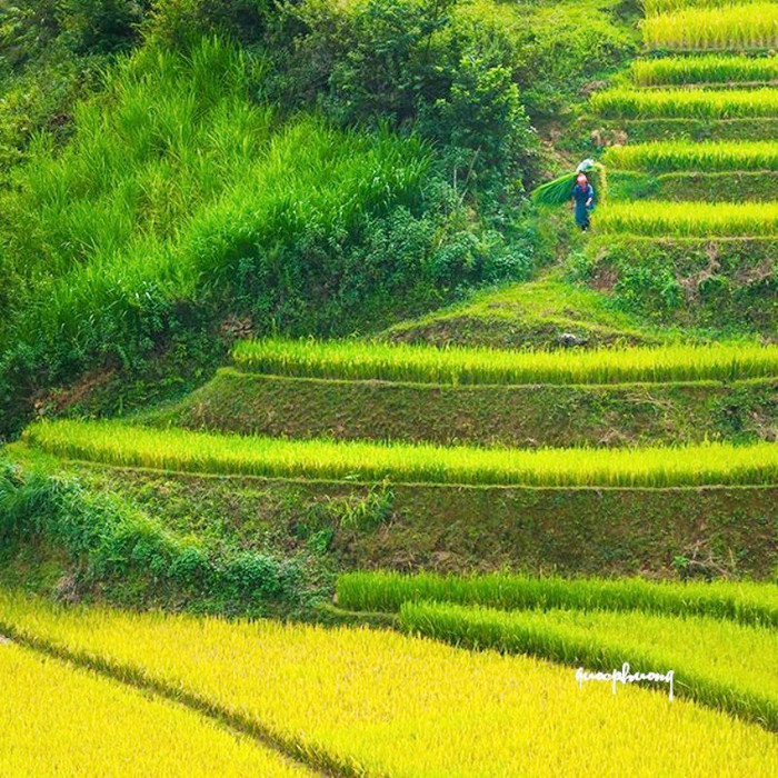 Địu lúa về... Địu lúa về...
