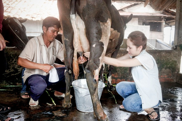 Sau khi tắm xong, việc khó khăn nhất là tiếp xúc gần với những chú bò để vắt sữa, lúc đầu Phương Linh khá lo lắng khi các chú bò không chịu đứng yên một chỗ, cứ chạy loanh quanh trong chuồng. Khi được những người dân chăn nuôi chỉ cách thức vắt sữa, Phương Linh đã học rất nhanh cách làm. (Theo ione) Sau khi tắm xong, việc khó khăn nhất là tiếp xúc gần với những chú bò để vắt sữa, lúc đầu Phương Linh khá lo lắng khi các chú bò không chịu đứng yên một chỗ, cứ chạy loanh quanh trong chuồng. Khi được những người dân chăn nuôi chỉ cách thức vắt sữa, Phương Linh đã học rất nhanh cách làm. (Theo ione)