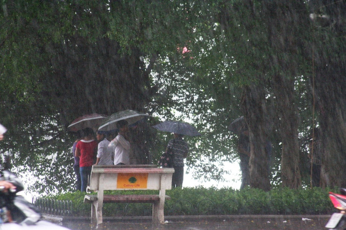 Trú mưa dưới các tán cây cổ thụ quanh hồ