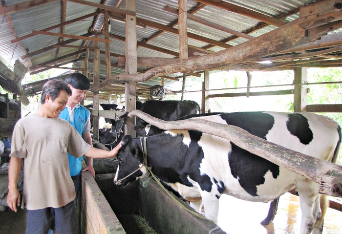 Trang trại nuôi bò của nông dân huyện Củ Chi - TP.HCM Trang trại nuôi bò của nông dân huyện Củ Chi - TP.HCM