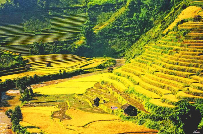 Tháng 9 về, những ruộng lúa bậc thang chín vàng tạo nên bức tranh thiên nhiên vô cùng quyến rũ trên các cung đường Tây Bắc Tháng 9 về, những ruộng lúa bậc thang chín vàng tạo nên bức tranh thiên nhiên vô cùng quyến rũ trên các cung đường Tây Bắc