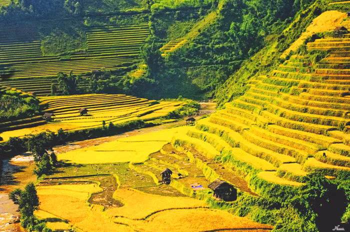 Tháng 9 về, những ruộng lúa bậc thang chín vàng tạo nên bức tranh thiên nhiên vô cùng quyến rũ trên các cung đường Tây Bắc
