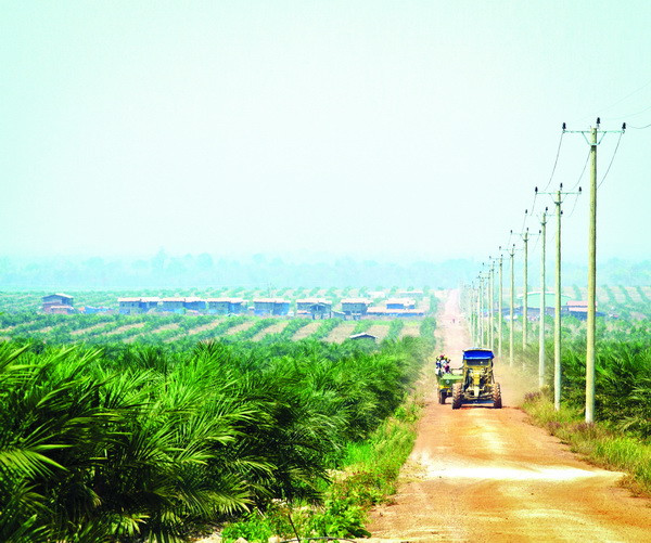 Vườn dầu cọ của Tập đoàn hoàng Anh Gia Lai Vườn dầu cọ của Tập đoàn hoàng Anh Gia Lai