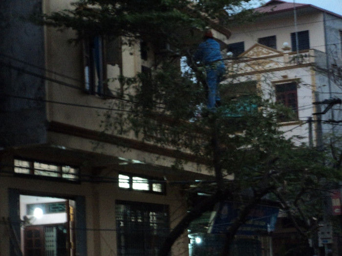 Các cành cây đã được chặt để đảm bảo hiện trường được dọn sạch sẽ... Các cành cây đã được chặt để đảm bảo hiện trường được dọn sạch sẽ...