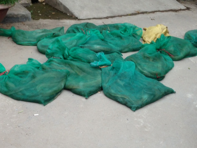 Các bao tải chứa rắn hổ mang chúa