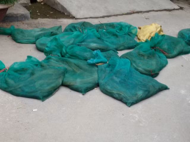 Các bao tải chứa rắn hổ mang chúa Các bao tải chứa rắn hổ mang chúa