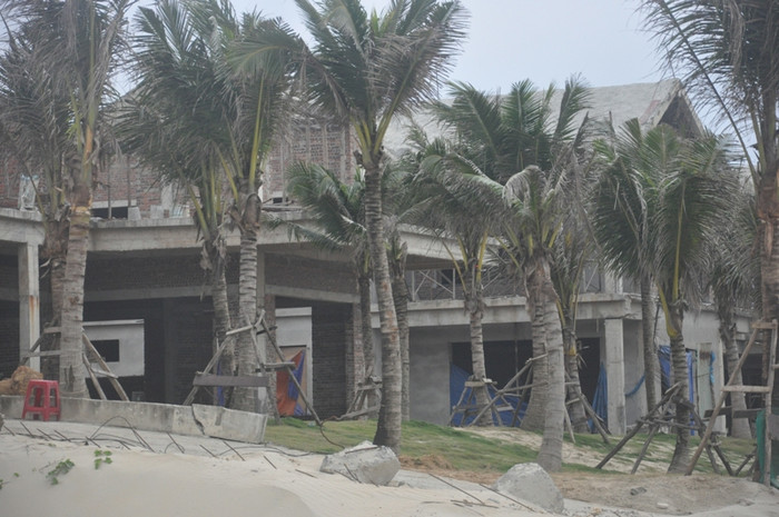 Hàng dừa được trồng trái phép của dự án The Song có thể được tồn tại để tạo cảnh quan biển. Ảnh: AN Hàng dừa được trồng trái phép của dự án The Song có thể được tồn tại để tạo cảnh quan biển. Ảnh: AN