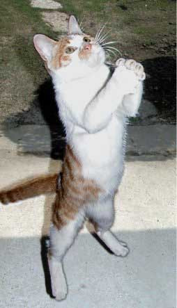 Người ta đi khấn lấy may Tôi nay đi khấn có ngày vô xoong Người ta đi khấn lấy may Tôi nay đi khấn có ngày vô xoong