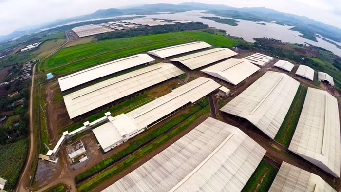 Dự án “Chăn nuôi bò sữa và chế biến sữa tươi sạch tập trung, quy mô công nghiệp” của TH triển khai từ tháng 10/2009 trên diện tích 37.000 ha với tổng vốn đầu tư 1,2 tỷ USD. Hiện, dự án đã đạt tổng đàn bò 45.000 con với năng suất sữa bình quân: 40 lít/con/ngày. Định hướng đến năm 2017, Trang trại TH true MILK sẽ tăng 137.000 con bò sữa, cung cấp ra thị trường 500 triệu lít sữa/năm. Trong ảnh là 1 trong 3 cụm trang trại nuôi bò sữa tập trung của Tập đoàn TH tại huyện Nghĩa Đàn, Nghệ An. Mỗi cụm trại này có khoảng 15.000-17.000 con bò sữa.