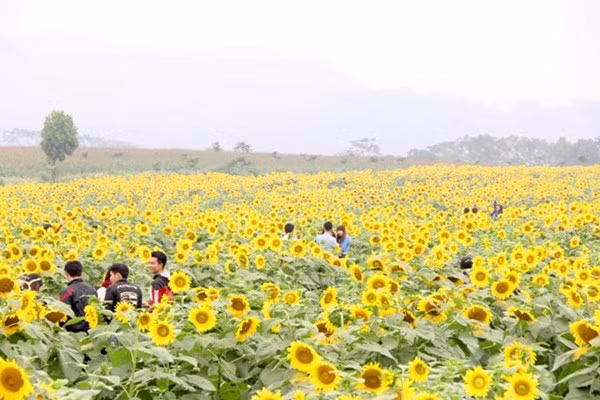 Tháng 12, về Nghệ An tham gia lễ hội hoa hướng dương ảnh 2