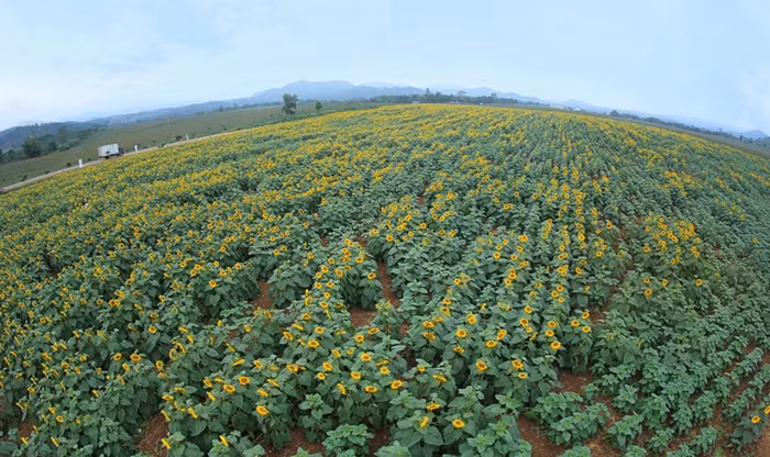 Một thành tố quan trọng làm nên hương vị sữa TH true MILK thơm ngon là nguồn thức ăn dành cho bò rất đa dạng với thực đơn lên đến 16 "món" như: Ngô, cao lương giống Mỹ, cỏ Mombasa, cỏ Mulato, vỏ đậu nành, nước tinh khiết,... Trong đó có chế độ riêng cho bò đang vắt sữa, bò dưỡng bệnh, bê con. Cánh đồng hoa hướng dương rộng đến 50 ha này là một trong những nguyên liệu trong thực đơn dành cho bò sữa. Cánh đồng này có thể cung cấp đến hàng trăm tấn thức ăn tươi cho các cô bò.