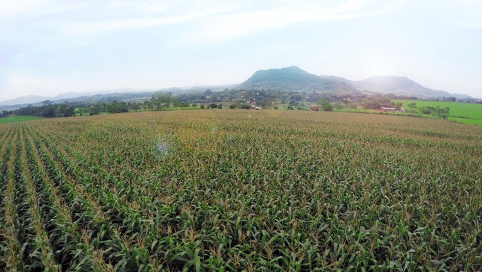 Những cánh đồng ngô rộng lớn được trồng chỉ để làm thức ăn cho bò sữa ở trang trại.