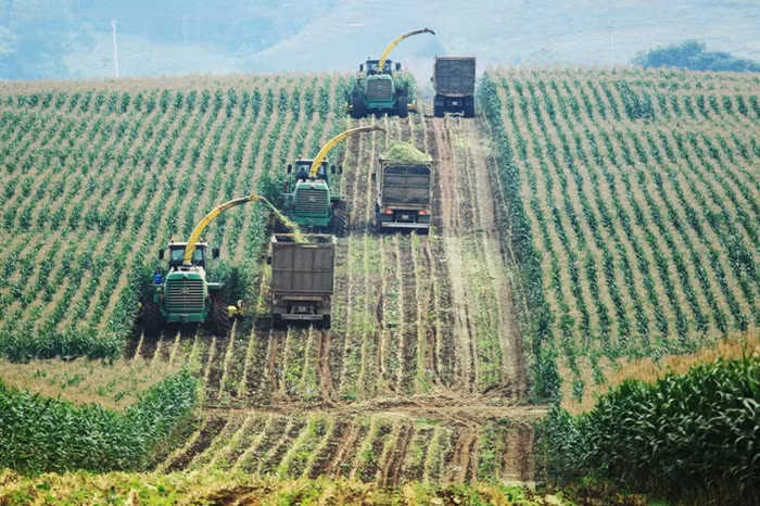 Thu hoạch ngô bằng hệ thống máy cắt hiện đại. Những chiếc xe cắt ngô, cỏ hay hướng dương nhìn tưởng đơn giản, nhưng có giá tới 700.000 USD/chiếc. Mỗi chiếc có thể thay thế cho sức làm việc của 800 thanh niên lực lưỡng. Mỗi phút, chiếc máy có thể cắt cỏ, dài, ngắn tùy theo ý muốn tới… 1 tấn cỏ; còn nếu tính cả ngày, có thể cắt tới 500 tấn cỏ.