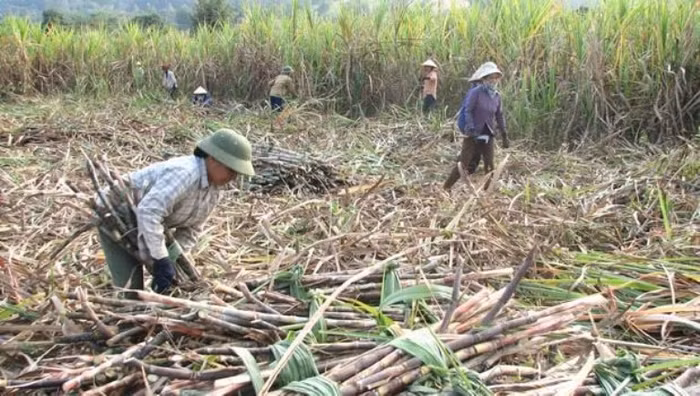Theo ông Nguyễn Hải, ngành mía đường trong nước không được bảo hộ nhiều (ảnh nông dân thu hoạch mía - nguồn Viện nghiên cứu Mía đường).