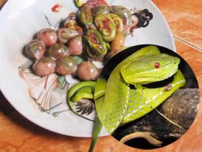 Ăn bào thai động vật cũng là một thú chơi vừa xa xỉ và đáng khiếp sợ của các đại gia Việt. Trong đó rắn lục sắp đến kỳ “khai hoa nở nhụy” được nhiều người cho là “đẳng cấp” số 1. “Đao phủ” bằng cái vẩy tay trái nhanh như chớp mắt tóm gọn đầu con rắn lục, tay phải dùng dao nhọn phạt đứt đuôi con rắn, dòng máu đỏ được “chắt” vào từng ly rượu. Thêm một lần đưa dao, bộ lòng tung ra, trái tim con rắn được tách ra, thoi thóp đập trên đĩa, túi mật xanh lét được đánh giá là tinh túy nhất của con rắn được lấy ra cho vào một cốc rượu to. Nhát dao thứ ba xiên thẳng vào bào thai con rắn mẹ, những con rắn lục con chưa đủ tháng ngày nằm chiễm chệ trên đĩa, quằn quại. Ly rượu màu đỏ, ly rượu màu xanh được các đại gia khai màn, trái tim rắn được thả vào ly rượu khác rất nhanh trôi tuột vào bụng thực khách. Tiếp sau, các con rắn lục con nằm gọn trên từng đôi đũa, thực khách nhúng qua nồi nước dùng sôi sùng sục… và thế được gọi là bổ dương?!!