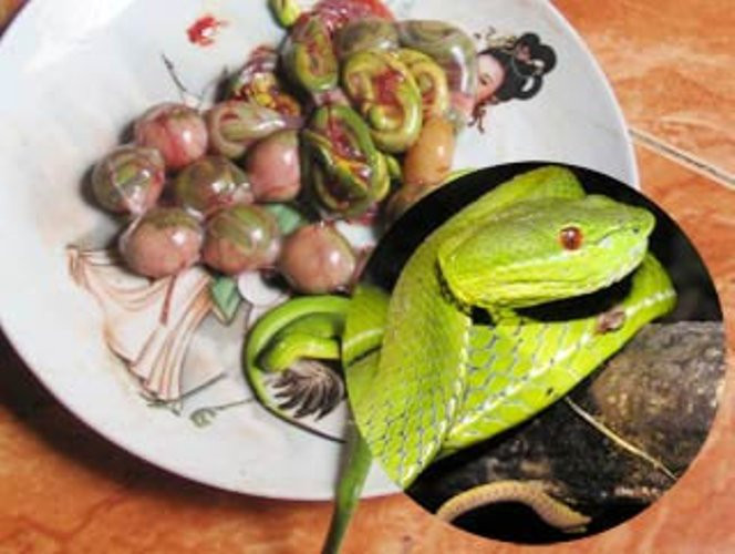 Ăn bào thai động vật cũng là một thú chơi vừa xa xỉ và đáng khiếp sợ của các đại gia Việt. Trong đó rắn lục sắp đến kỳ “khai hoa nở nhụy” được nhiều người cho là “đẳng cấp” số 1. “Đao phủ” bằng cái vẩy tay trái nhanh như chớp mắt tóm gọn đầu con rắn lục, tay phải dùng dao nhọn phạt đứt đuôi con rắn, dòng máu đỏ được “chắt” vào từng ly rượu. Thêm một lần đưa dao, bộ lòng tung ra, trái tim con rắn được tách ra, thoi thóp đập trên đĩa, túi mật xanh lét được đánh giá là tinh túy nhất của con rắn được lấy ra cho vào một cốc rượu to. Nhát dao thứ ba xiên thẳng vào bào thai con rắn mẹ, những con rắn lục con chưa đủ tháng ngày nằm chiễm chệ trên đĩa, quằn quại. Ly rượu màu đỏ, ly rượu màu xanh được các đại gia khai màn, trái tim rắn được thả vào ly rượu khác rất nhanh trôi tuột vào bụng thực khách. Tiếp sau, các con rắn lục con nằm gọn trên từng đôi đũa, thực khách nhúng qua nồi nước dùng sôi sùng sục… và thế được gọi là bổ dương?!! Ăn bào thai động vật cũng là một thú chơi vừa xa xỉ và đáng khiếp sợ của các đại gia Việt. Trong đó rắn lục sắp đến kỳ “khai hoa nở nhụy” được nhiều người cho là “đẳng cấp” số 1. “Đao phủ” bằng cái vẩy tay trái nhanh như chớp mắt tóm gọn đầu con rắn lục, tay phải dùng dao nhọn phạt đứt đuôi con rắn, dòng máu đỏ được “chắt” vào từng ly rượu. Thêm một lần đưa dao, bộ lòng tung ra, trái tim con rắn được tách ra, thoi thóp đập trên đĩa, túi mật xanh lét được đánh giá là tinh túy nhất của con rắn được lấy ra cho vào một cốc rượu to. Nhát dao thứ ba xiên thẳng vào bào thai con rắn mẹ, những con rắn lục con chưa đủ tháng ngày nằm chiễm chệ trên đĩa, quằn quại. Ly rượu màu đỏ, ly rượu màu xanh được các đại gia khai màn, trái tim rắn được thả vào ly rượu khác rất nhanh trôi tuột vào bụng thực khách. Tiếp sau, các con rắn lục con nằm gọn trên từng đôi đũa, thực khách nhúng qua nồi nước dùng sôi sùng sục… và thế được gọi là bổ dương?!!