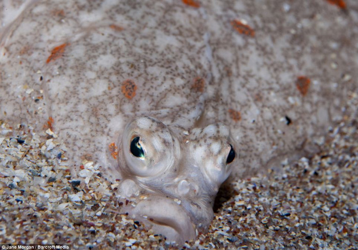 Một con cá đang ẩn mình dưới lớp cát sỏi