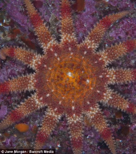 Hướng dương biển