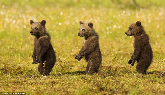 Ba chú gấu nâu đang băt chước hành động của mẹ khi đi qua vùng nguy hiểm, nơi có những con gấu đực Ba chú gấu nâu đang băt chước hành động của mẹ khi đi qua vùng nguy hiểm, nơi có những con gấu đực