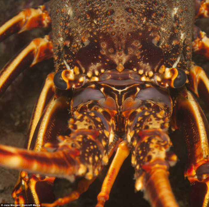 Tôm hùm gai nổi bật với lớp vỏ phía trên