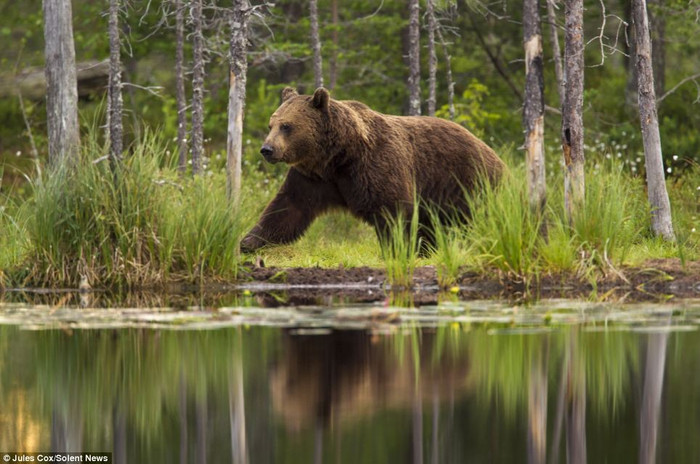 Mối nguy hiểm chính là những con gấu đực to lớn, chúng có thể giết bất cứ con gấu con nào để có thể giao phối với gấu cái. Mối nguy hiểm chính là những con gấu đực to lớn, chúng có thể giết bất cứ con gấu con nào để có thể giao phối với gấu cái.