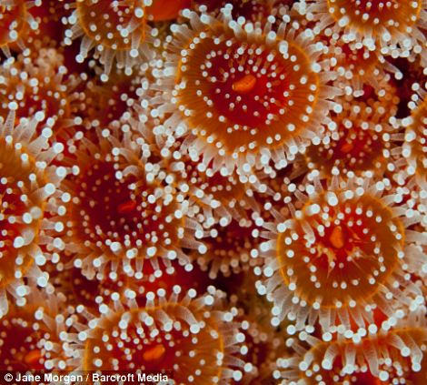 Hàng nghìn con thuộc loài Jewel anemone (họ hàng với san hô và sứa) đang bám trên bề mặt đá