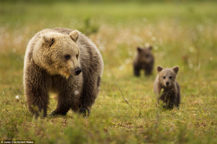 Gấu con đi gần mẹ để được bảo vệ khi đi qua đầm lầy Gấu con đi gần mẹ để được bảo vệ khi đi qua đầm lầy