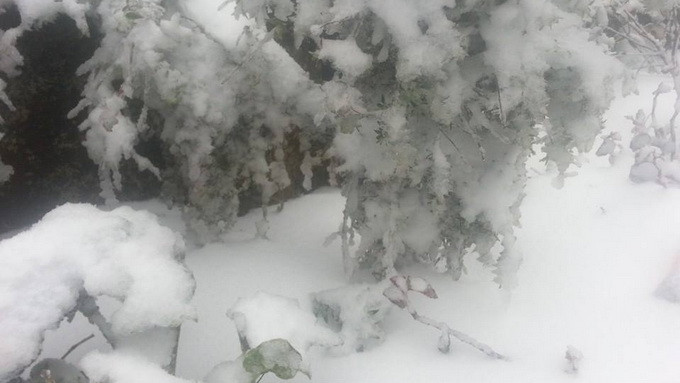 Tuyết dày đặc. Ảnh Tuổi Trẻ