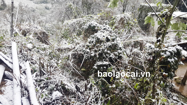 Ảnh: Báo Lào Cai
