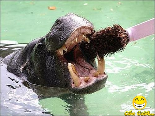 Nắng mưa là chuyện của trời Đánh răng là chuyện của tôi mỗi ngày. Nắng mưa là chuyện của trời Đánh răng là chuyện của tôi mỗi ngày.