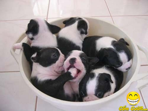 Mắc răng cứ bảo anh đây Vuốt này xỉa cái một giây xong liền Mắc răng cứ bảo anh đây Vuốt này xỉa cái một giây xong liền