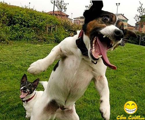 Cuộc đời thật lắm tai ương Tao cười mày cũng tưởng rằng tao điên Cuộc đời thật lắm tai ương Tao cười mày cũng tưởng rằng tao điên