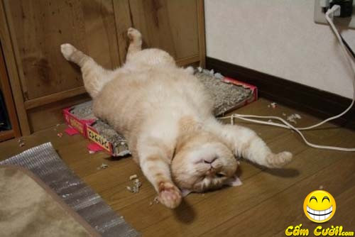 Ngất ngây con mèo tây Ngất ngây con mèo tây