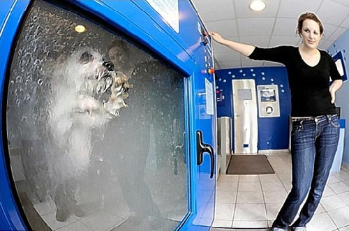 10. Máy tắm cho chó mèo Eduardo Segura và Andres Diaz ở Cy Lavakan (Mỹ) cho rằng chó mèo cũng cần được chăm sóc như con người và đã chế tạo ra cỗ máy tắm tự động dành riêng cho loài vật này. Máy tắm bao gồm các công đoạn của máy giặt như phun nước làm ướt lông vật nuôi, xả xà phòng, mát xa từng phần, sấy khô… máy tắm có các nút lựa chọn cho phù hợp với tầm vóc của từng con vật. 10. Máy tắm cho chó mèo Eduardo Segura và Andres Diaz ở Cy Lavakan (Mỹ) cho rằng chó mèo cũng cần được chăm sóc như con người và đã chế tạo ra cỗ máy tắm tự động dành riêng cho loài vật này. Máy tắm bao gồm các công đoạn của máy giặt như phun nước làm ướt lông vật nuôi, xả xà phòng, mát xa từng phần, sấy khô… máy tắm có các nút lựa chọn cho phù hợp với tầm vóc của từng con vật.