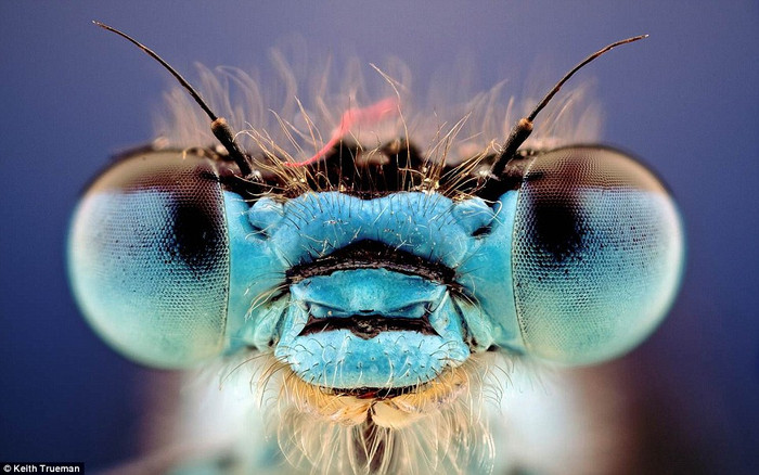 Chuồn chuồn kim Chuồn chuồn kim