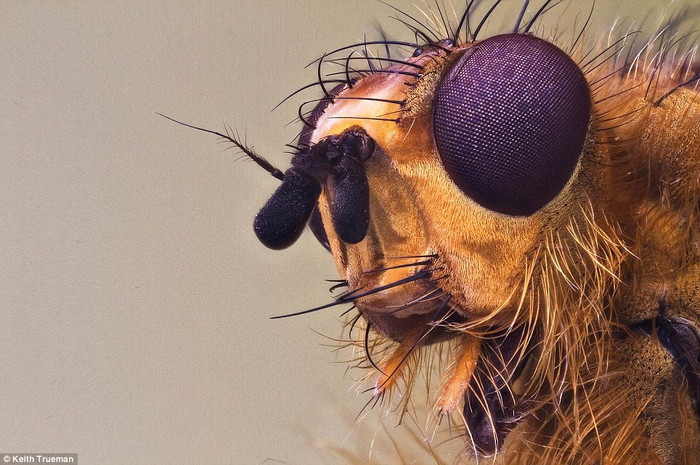 Một con nhặng Một con nhặng